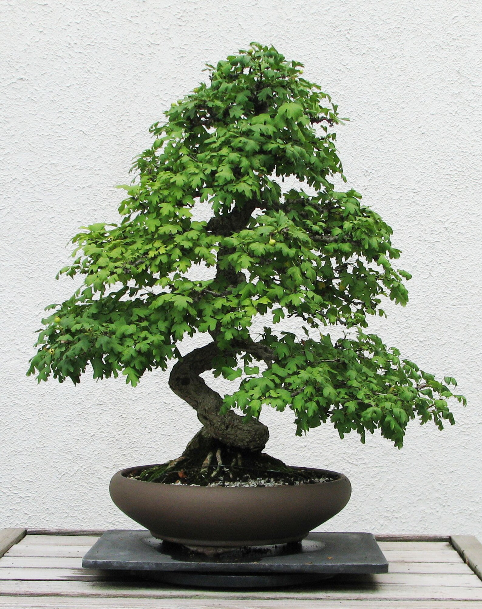 BONSAI ENGLISH HAWTHORN Crataegus Laevigata 5 Rare Seeds Etsy France