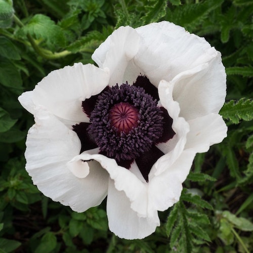 WHITE ORIENTAL POPPY Hardy Perennial Papaver Orientale 20 Seeds