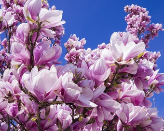 LILY MAGNOLIA Hardy Magnolia liliflora Tree Shrub Pink Flowers Flowering, 5 Rare Large Seeds