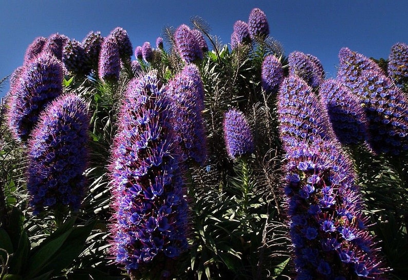 ECHIUM FASTUOSUM Pride Of Madeira Tower Of Jewels Blue Purple Etsy