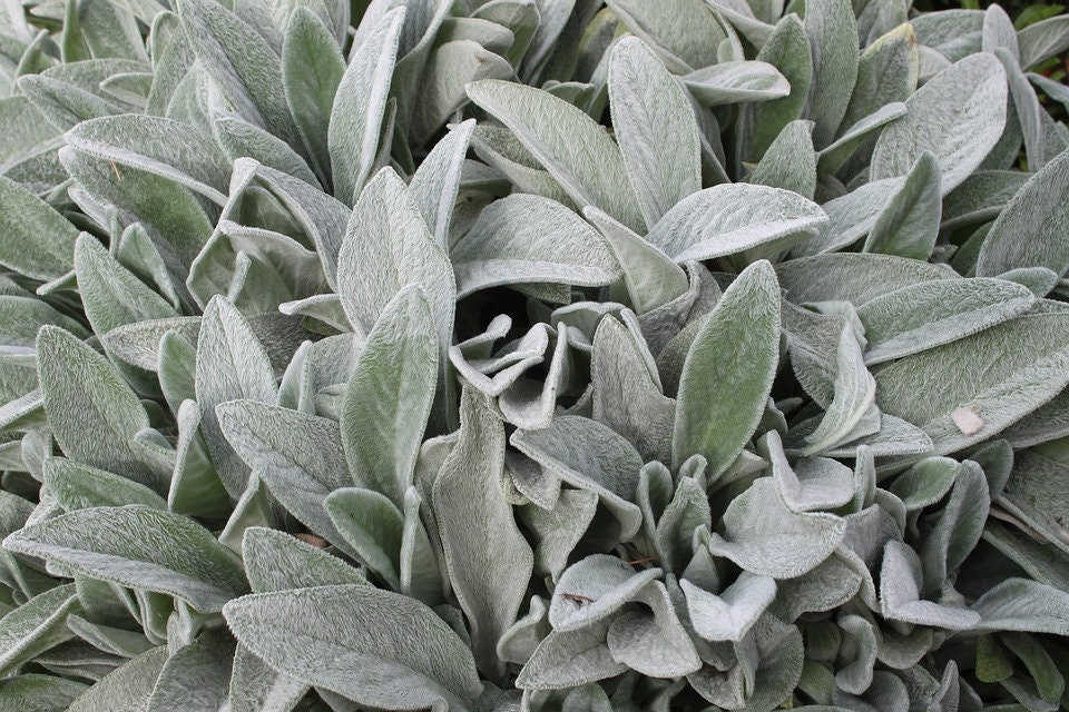 LAMB'S EAR Stachys Byzantina Soft Fuzzy Furry Hairy Leaves 20 Seeds 