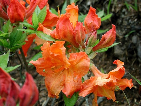 NARANJA AZALEA Salmón Japonés Rhododendron japonicum Arbusto - Etsy México