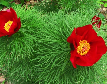 FERN-LEAF PEONY Huge Flowers! Paeonia Tenuifolia Hardy Shrub Seeds