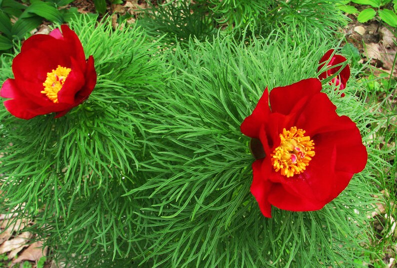 FERN-LEAF PEONY Huge Flowers Paeonia Tenuifolia Hardy Shrub Seeds image 1