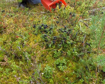 CROWBERRY Empetrum nigrum Perennial, 25 Seeds