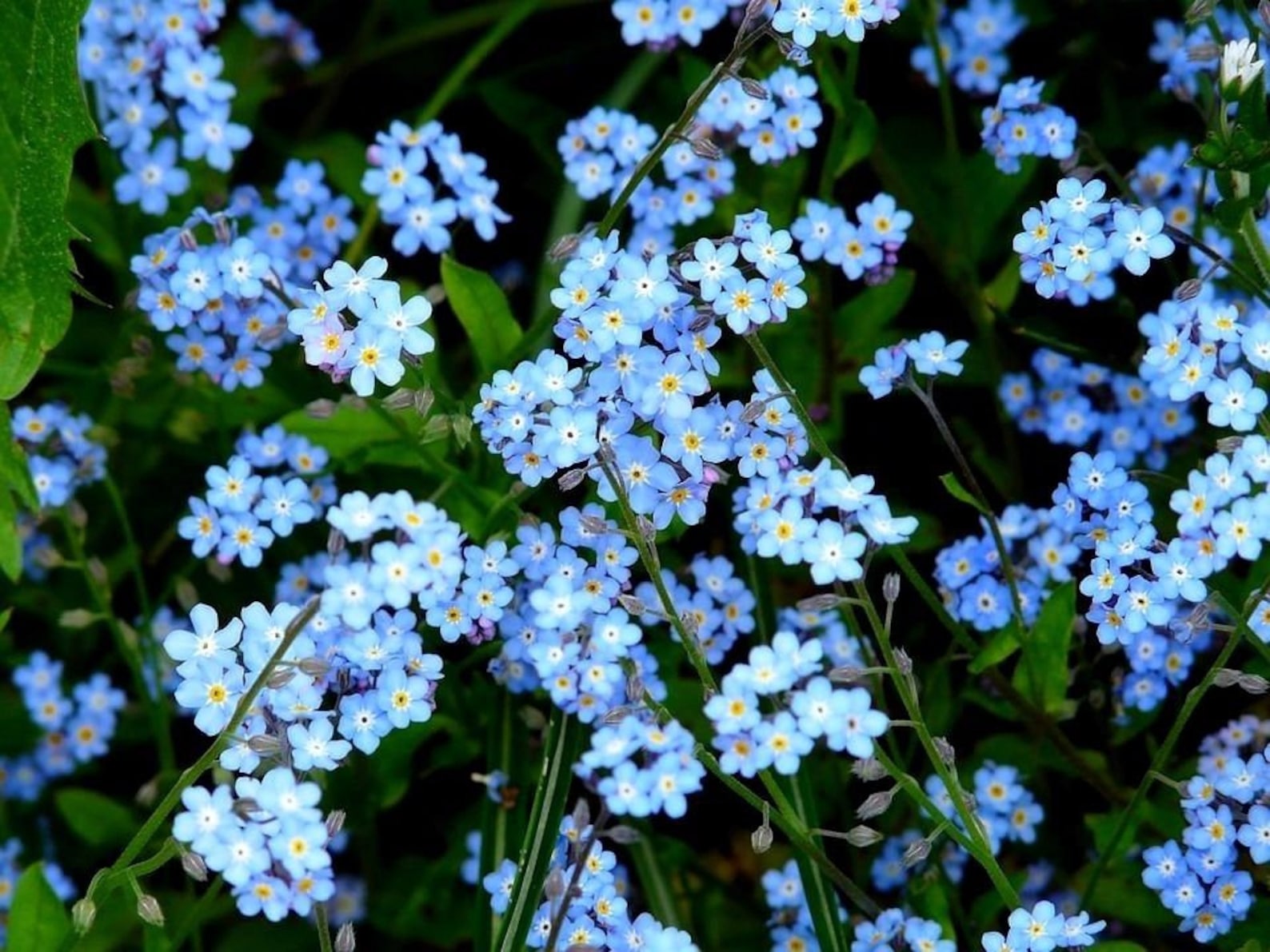 BLUE Me NOT Hardy Perennial Very Easy To Grow Etsy