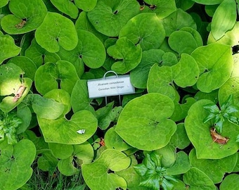 WILD GINGER CANADIAN Asarum Canadense Native Wildflower Perennial, 20 Seeds