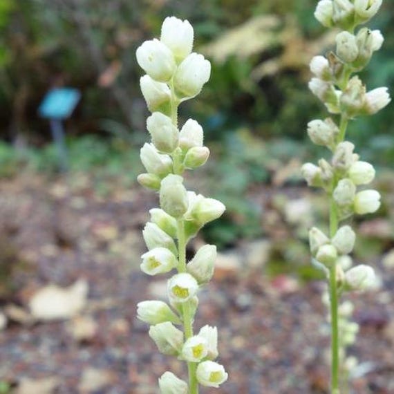 GREENFINCH CORAL BELLS Heuchera Cylindrica Green Yellow Cream Flowers, 50  Seeds - Etsy