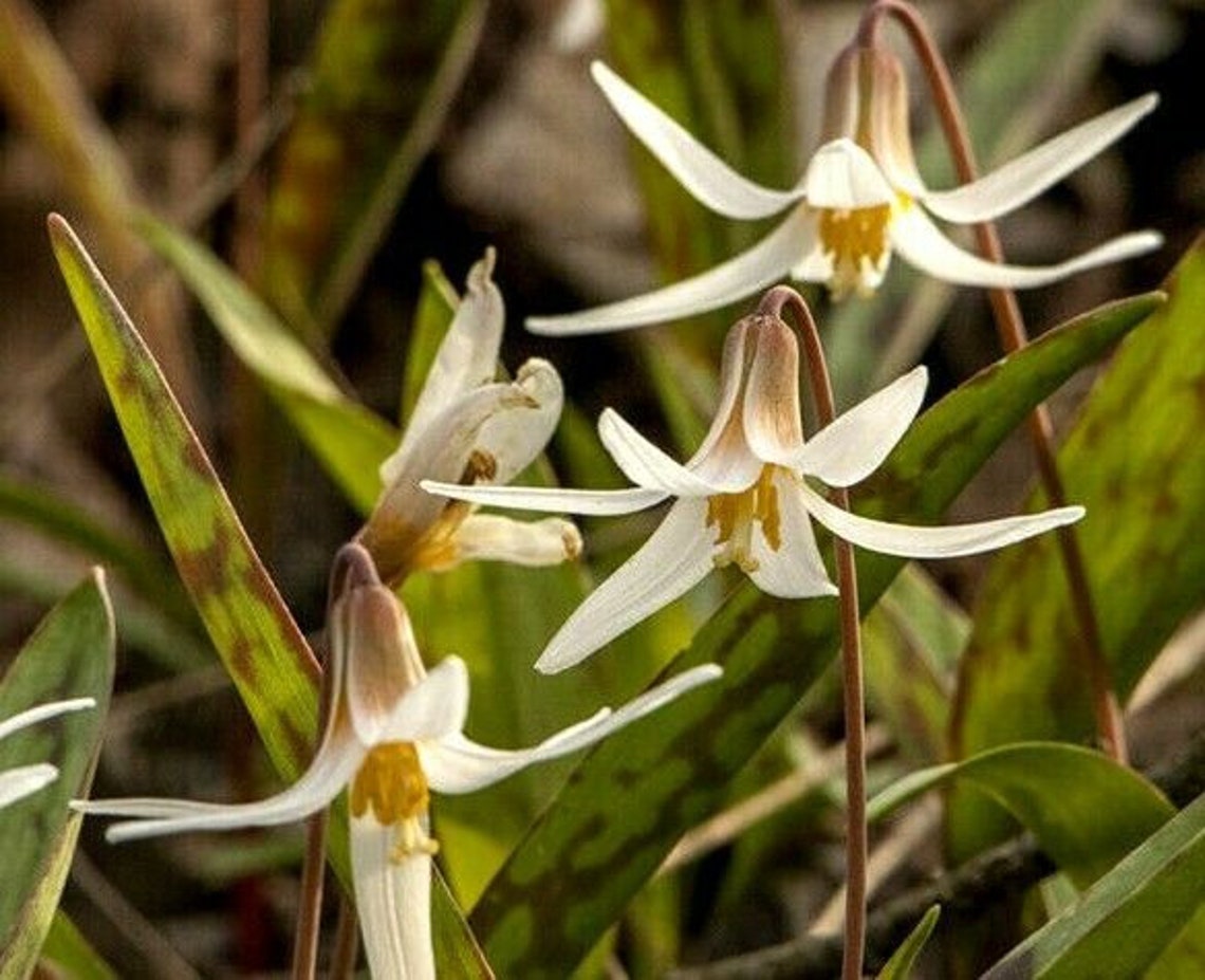 Rare WHITE TROUT LILY Wildflower Erythronium Revolutum Albidum Etsy