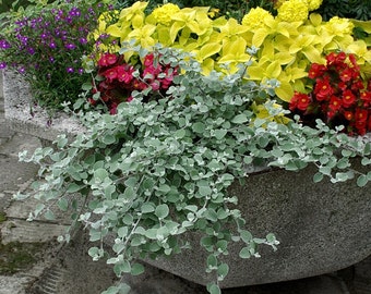 LICORICE PLANTS Silver Trailing Dusty Miller Helichrysum Petiolatum Silver Gray Foliage Fuzzy Furry, 10 seeds