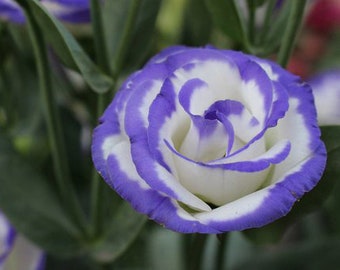 BLUE PICOTEE LISANTHUS Double Flowers Echo Mix Lisianthus Eustoma, 10 Seeds