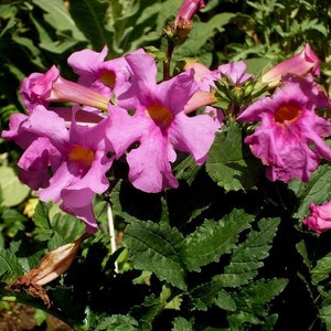 HARDY GLOXINIA Incarvillea Delavayi Rose Pink Perennial Zone 5 10 Seeds image 1