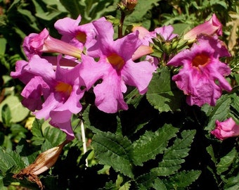 HARDY GLOXINIA Incarvillea Delavayi Rose Pink Perennial Zone 5!!! 10 Seeds