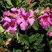 see more listings in the Perennials section