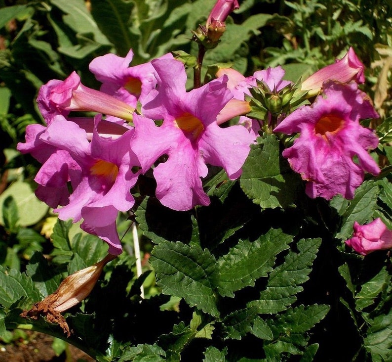 HARDY GLOXINIA Incarvillea Delavayi Rose Pink Perennial Zone 5 10 Seeds image 1