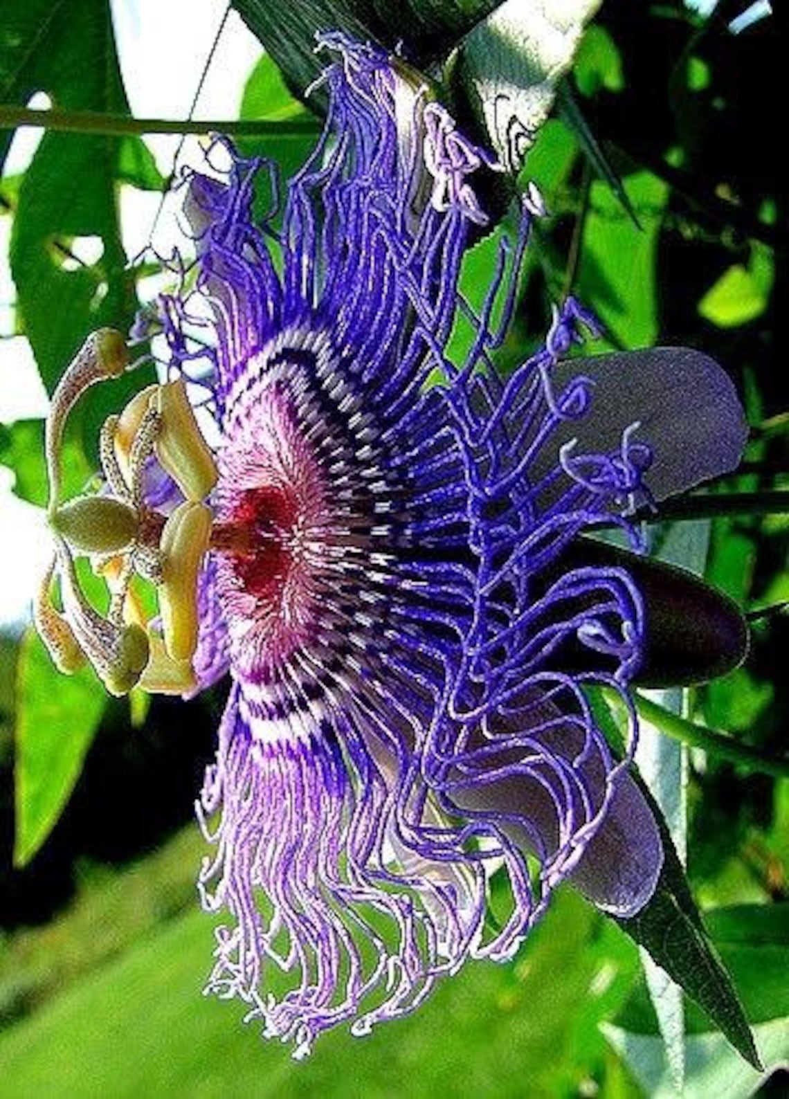 Hardy PURPLE PASSION FLOWER Vine Passiflora Incarnata Climbing Etsy