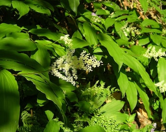 SOLOMON'S PLUME Maianthemum Racemosum Hardy Perennial, 10 Rare Seeds