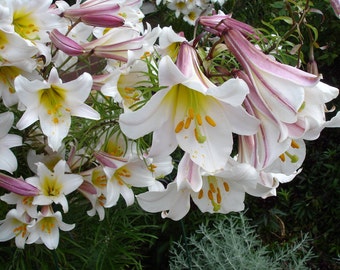 ROYAL REGAL LILY Very Fragrant! Lilium Regale Hardy Perennial Tall 5 Rare Seeds