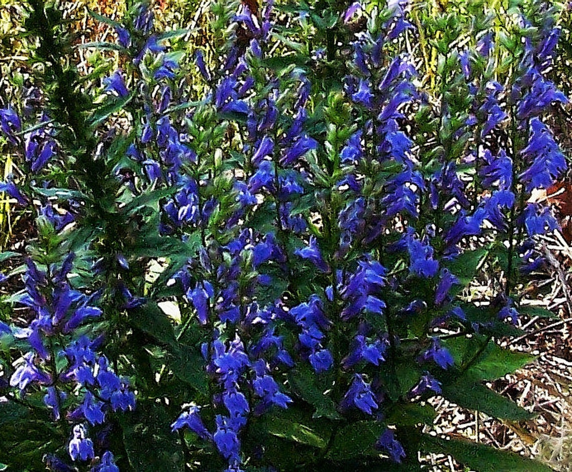 Tall GREAT BLUE LOBELIA Cardinalis Siphilitica Perennial Rare Etsy