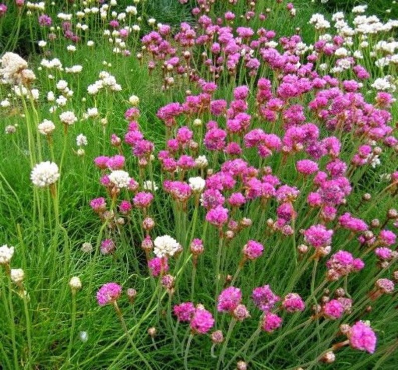 SEA THRIFT Pompom Pink Armeria Maritima Ground Cover