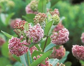 PINK MILKWEED Asclepias Syriaca Common Butterfly Weed Monarchs Butterflies, 10 Seeds