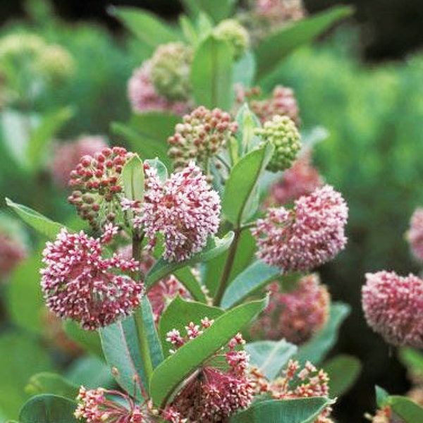 ASclépiade rose Asclepias Syriaca Mauvaise herbe des papillons Monarques Papillons, 10 graines