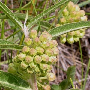 SHORT GREEN MILKWEED Rare Asclepias Viridiflora Monarch Butterflies 5 Rare Seeds image 2