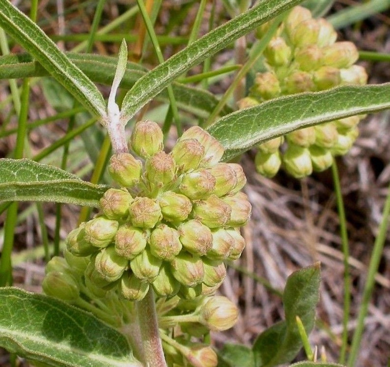 SHORT GREEN MILKWEED Rare Asclepias Viridiflora Monarch Butterflies 5 Rare Seeds image 2