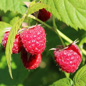 RED EUROPEAN RASPBERRY Rubus Idaeus Hardy Shrub Antioxidant Berry 10 Seeds image 1