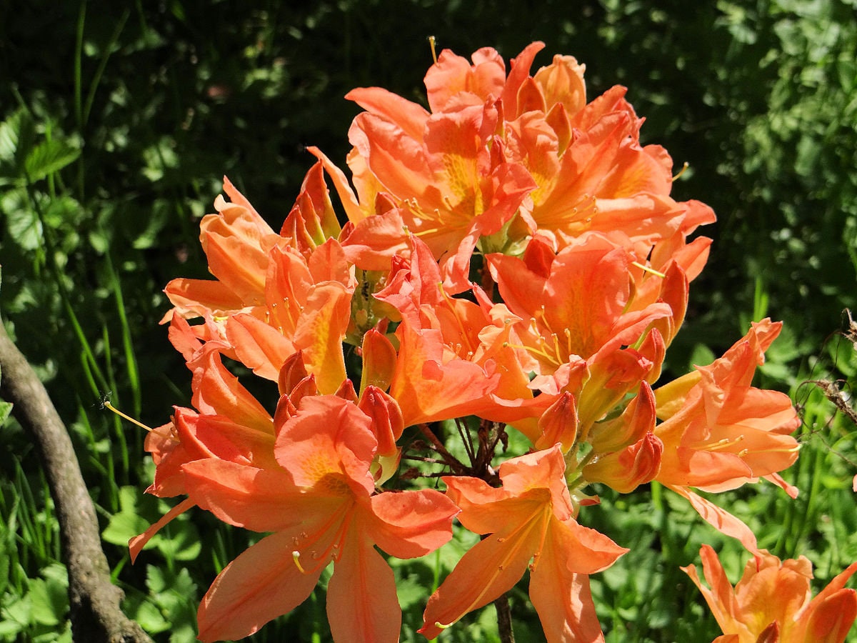 NARANJA AZALEA Salmón Japonés Rhododendron japonicum Arbusto - Etsy México