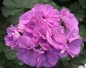 GERANIUM LAVENDER MULTIBLOOM Annual Pelargonium Violet Blossom, 6 Rare Seeds