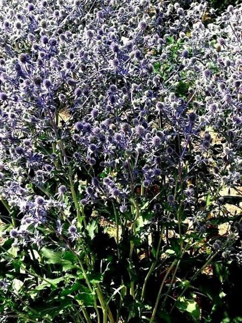 BLUEST SEA HOLLY Eryngium Planum Hardy Perennial Thistle 20 Etsy