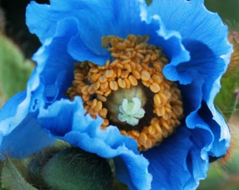 TIBETAN BLUE POPPY Meconopsis Grandis Himalayan Papaver, 10 Rare Seeds