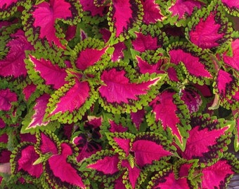 WATERMELON COLEUS Bright Pink Colorful Shade Plant, 5 Seeds