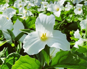 LARGE FLOWERED TRILLIUM White Grandiflorum Wake Robin White Native Wildflower Ontario, 5 Seeds