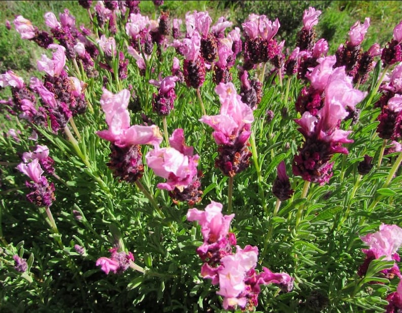 Lavender Stoechas Compact Spanish Bandera Deep Pink Lavendula - Etsy