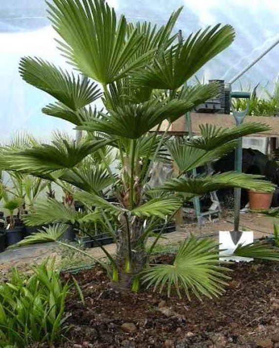100 seeds super fresh Trachycarpus BG x Wagnerianus cold hardy hybrid fan palm 