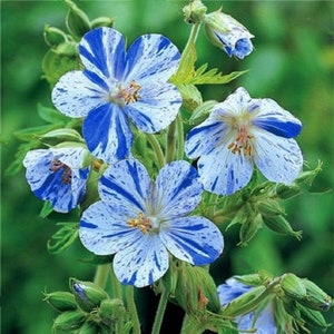 STRIPED GERANIUM Pratense Striatum Streaked Blue Flowers! Beautiful! Geraneum Splash, 5 Rare Seeds