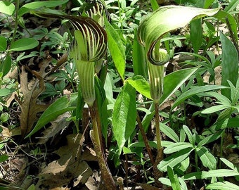 JACK In THE PULPIT Arisaema Triphyllum Cobra Lily Shade Perennial 5 Seeds