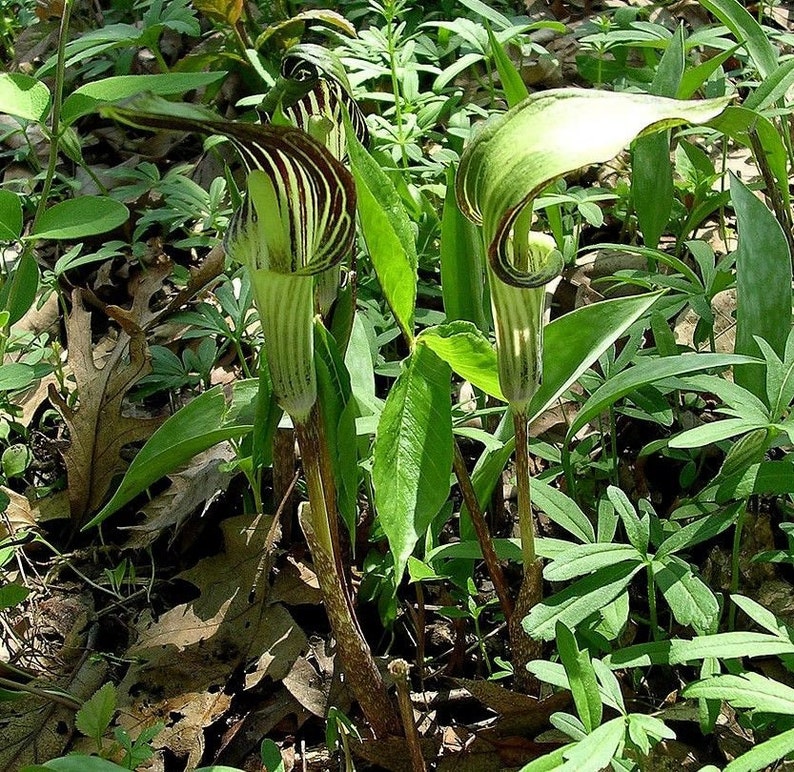 JACK In THE PULPIT Arisaema Triphyllum Cobra Lily Shade image 0
