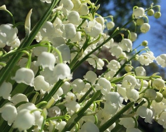 VARIEGATED LILY of the VALLEY Fragrant Perennial Shade | Etsy