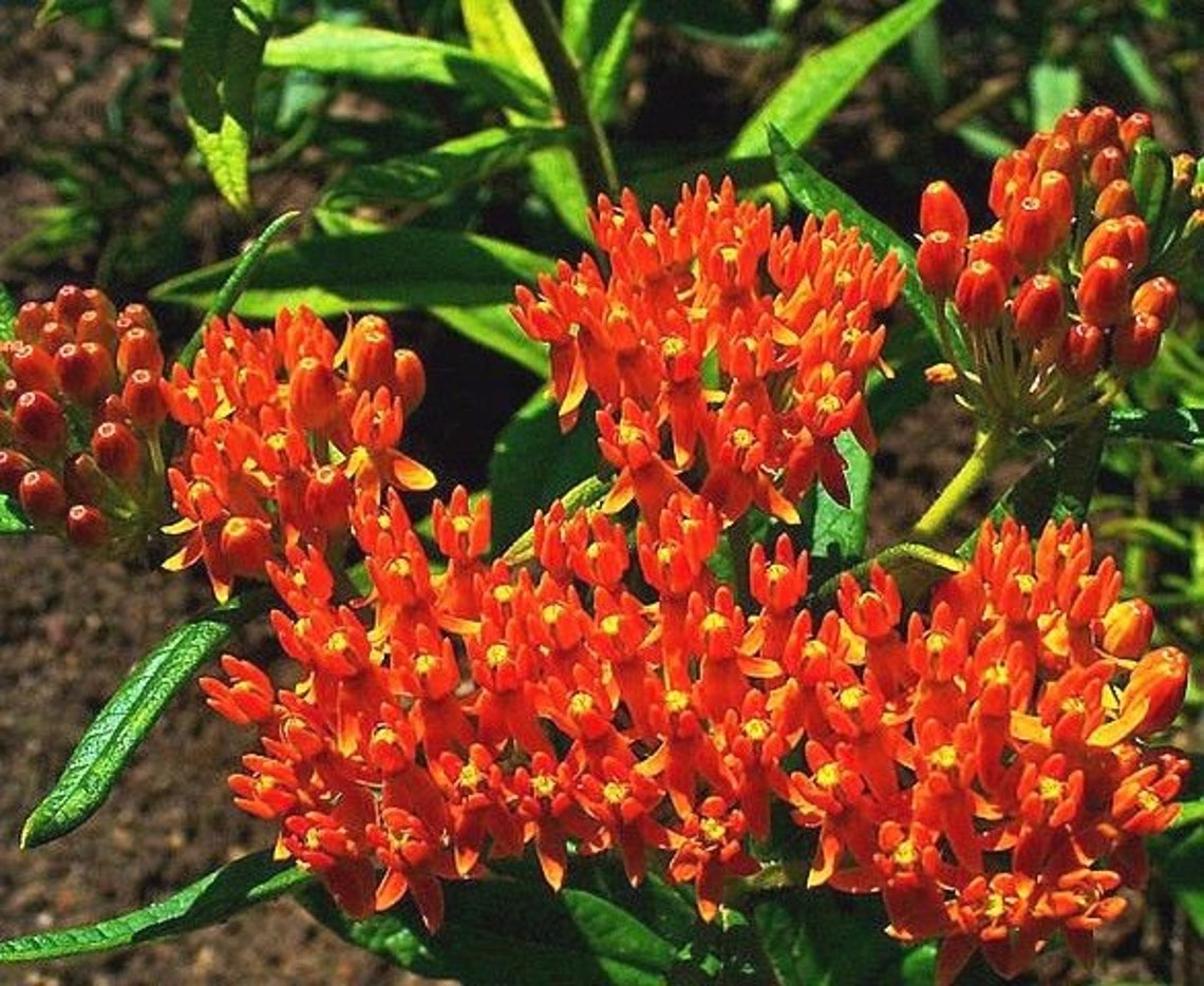 MILKWEED Orange Asclepias Tuberosa Butterfly Weed Monarch Etsy Canada