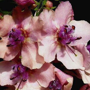 VERBASCUM TEMPTRESS FLOWER Phoeniceum Mix Mullein Perennial Mullien, 30 Seeds image 5