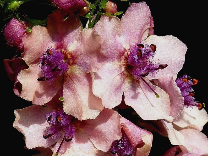 VERBASCUM TEMPTRESS FLOWER Phoeniceum Mix Mullein Perennial Mullien, 30 Seeds image 5