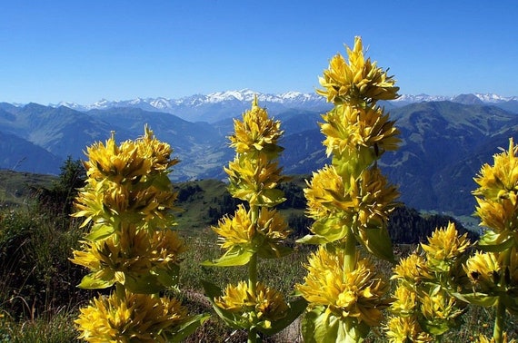 GOLDEN YELLOW GENTIAN Lutea Gentiana Tall Easy to Grow! Unique Rare 50  Seeds - Etsy