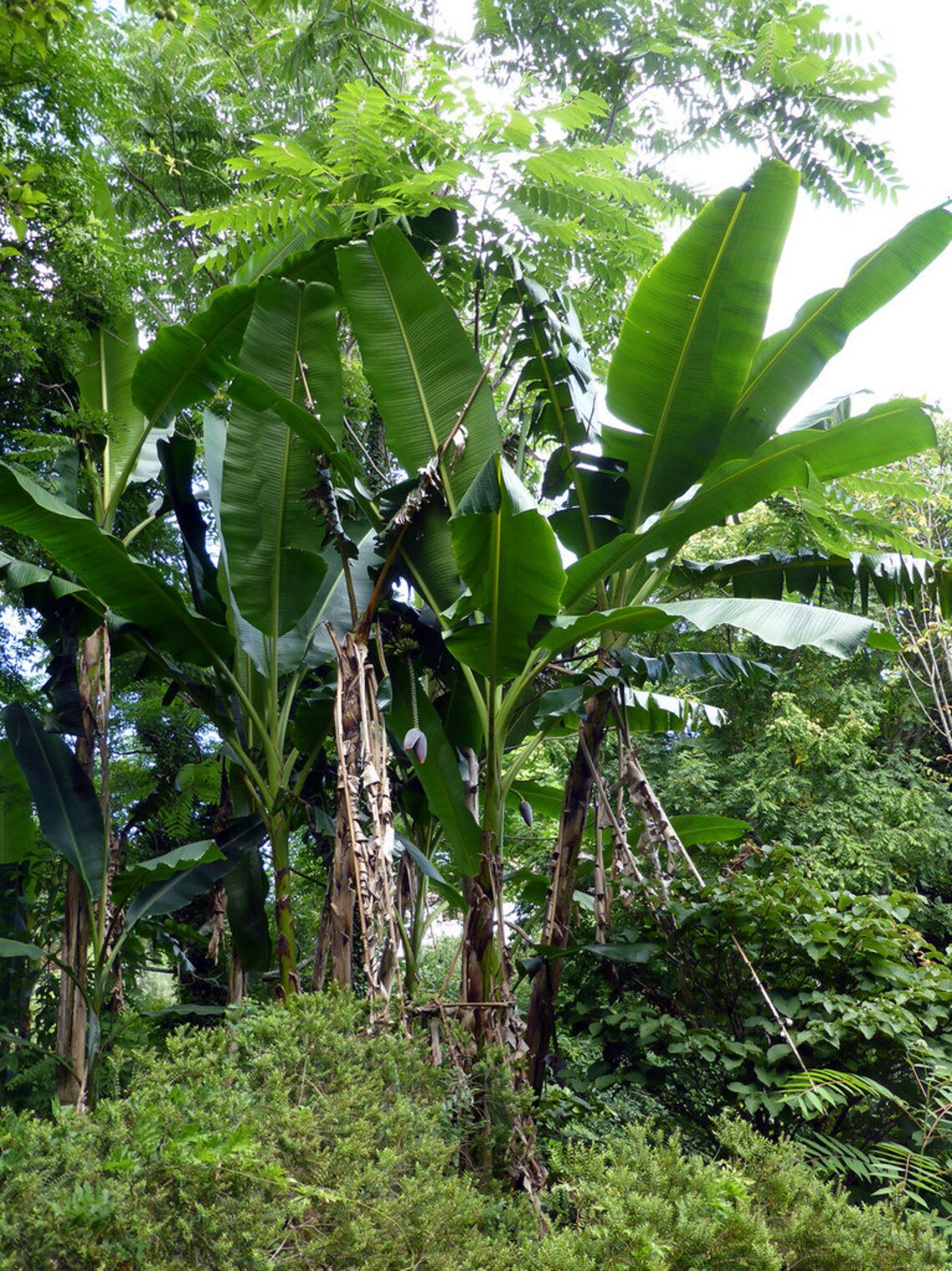 DARJEELING BANANA Musa Sikkimensis Tree Exotic 5 Large Seeds Etsy