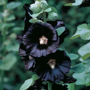 BLACK HOLLYHOCK Alcea Nigra Hardy Perennial, 15 Large Seeds