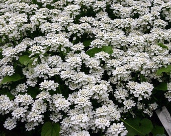 CANDYTUFT Iberis Sempervirens White Snow Clumping Hardy Perennial 10 Seeds