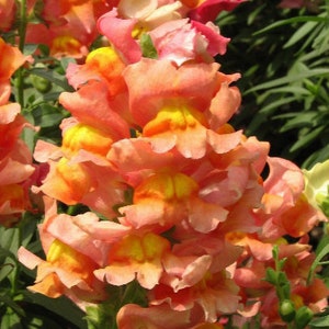 ORANGE WONDER SNAPDRAGON Tall Antirrhinum Majus 20 Seeds