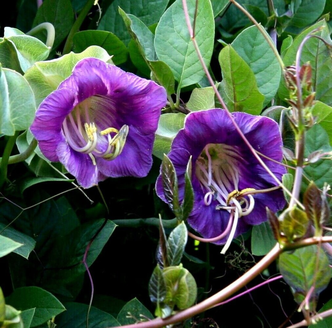 CUP AND SAUCER Vine Cathedral Bells Cobaea Scandens Purple Etsy